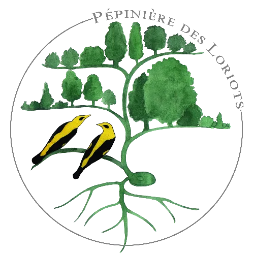 Pépiniere des Loriots